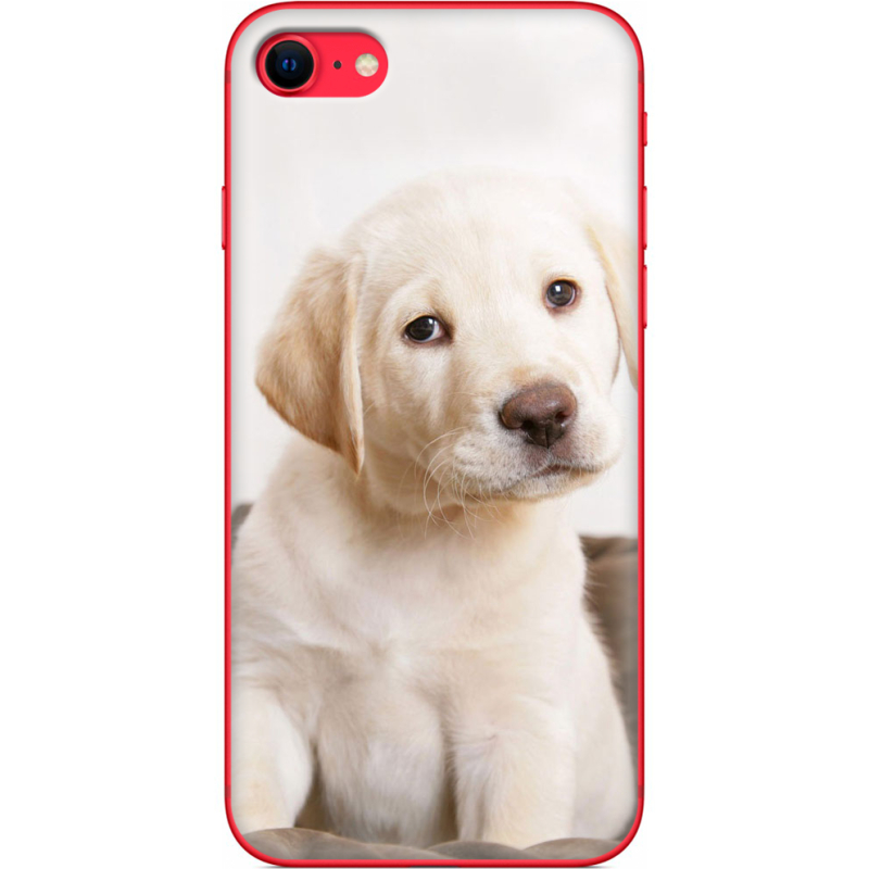 Чехол BoxFace Apple iPhone SE (2020) Puppy Labrador