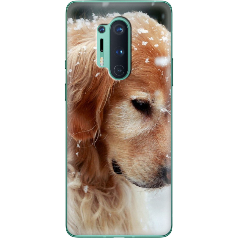 Чехол BoxFace OnePlus 8 Pro Golden Retriever