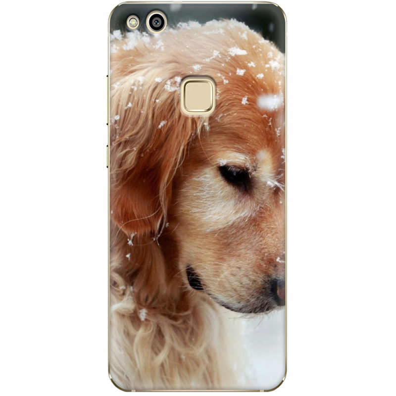 Чехол Uprint Huawei P10 Lite Golden Retriever