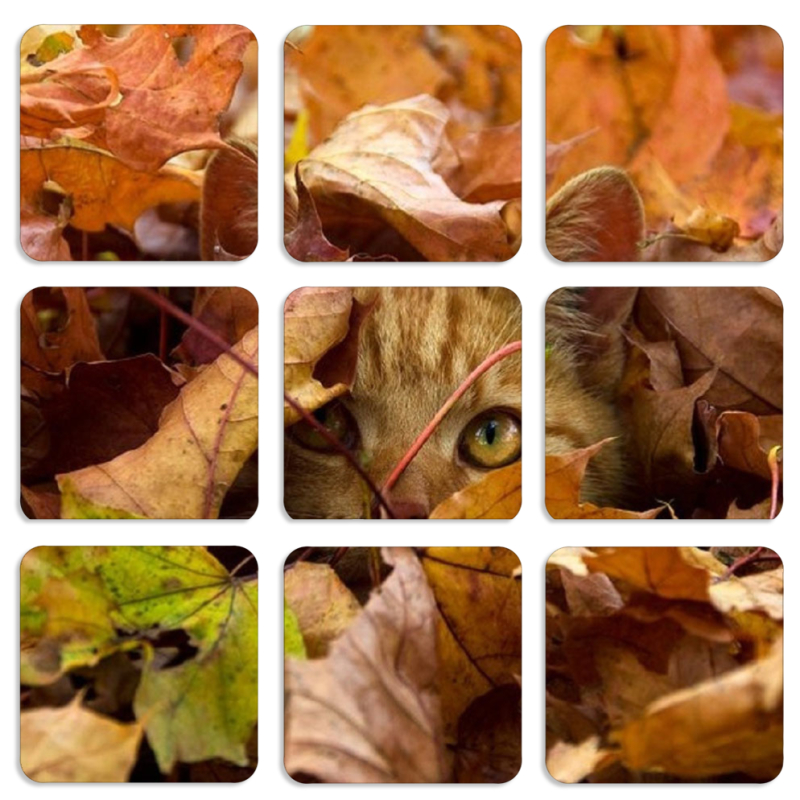 Магнитные фотопазлы 50 на 50 набор 9 штук 