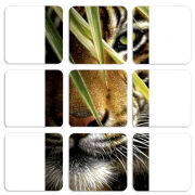 Магнитные фотопазлы 50 на 50 набор 9 штук 