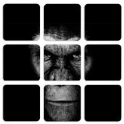 Магнитные фотопазлы 50 на 50 набор 9 штук 