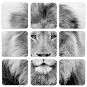 Магнитные фотопазлы 50 на 50 набор 9 штук 