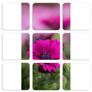 Магнитные фотопазлы 50 на 50 набор 9 штук 