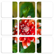 Магнитные фотопазлы 50 на 50 набор 9 штук 