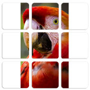 Магнитные фотопазлы 50 на 50 набор 9 штук 