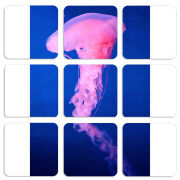 Магнитные фотопазлы 50 на 50 набор 9 штук 