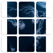 Магнитные фотопазлы 50 на 50 набор 9 штук 