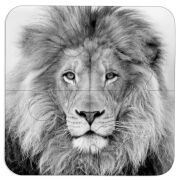 Магнитные фотопазлы 100 на 100 