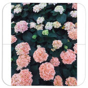 Магнитные фотопазлы 100 на 100 