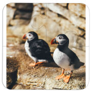 Магнитные фотопазлы 100 на 100 