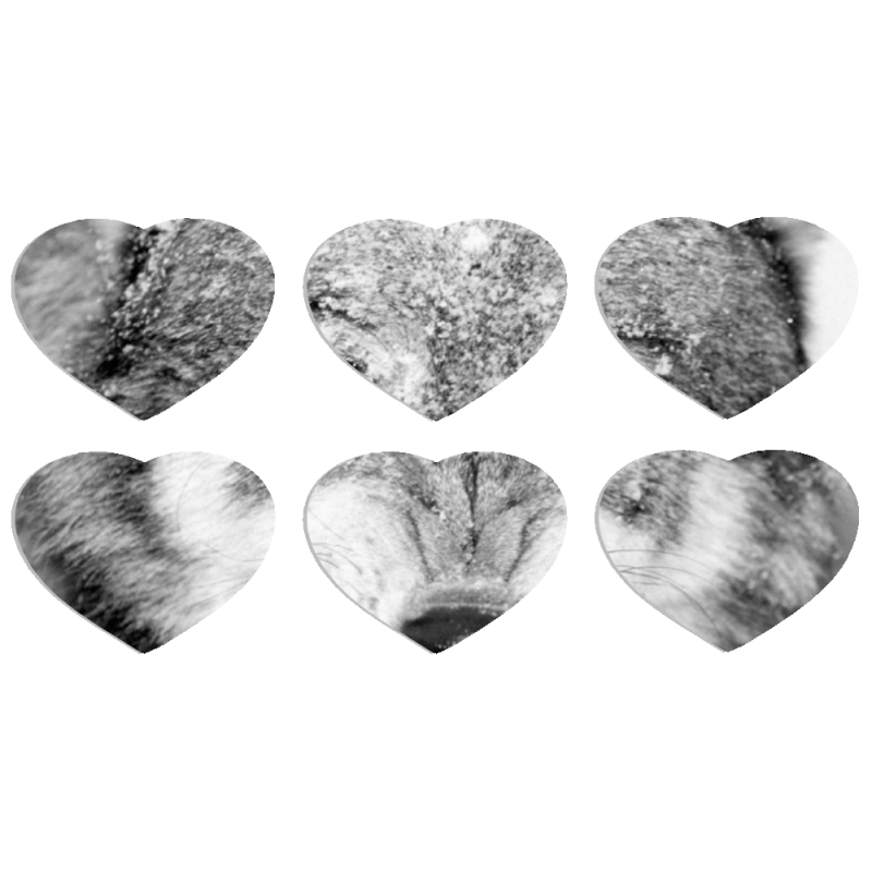 Магнитные фотопазлы Сердце 50 на 50 набор 6 штук 