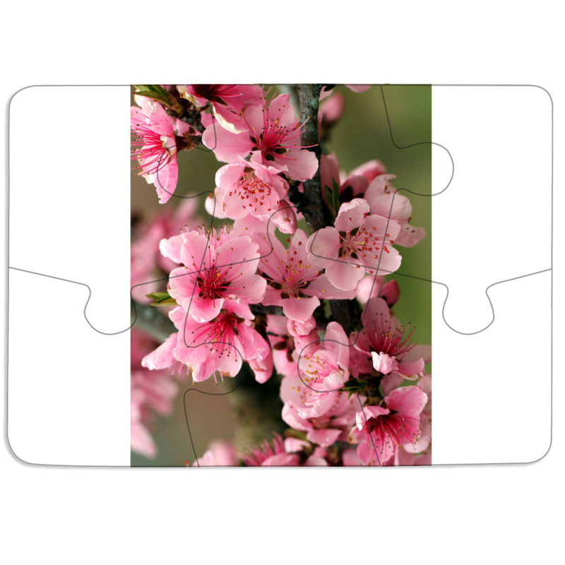Магнитные фотопазлы 85 на 60 Вишневые Цветы