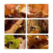 Магнитные фотопазлы 80 на 50 набор 6 штук 