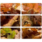 Магнитные фотопазлы 90 на 50 набор 6 штук 