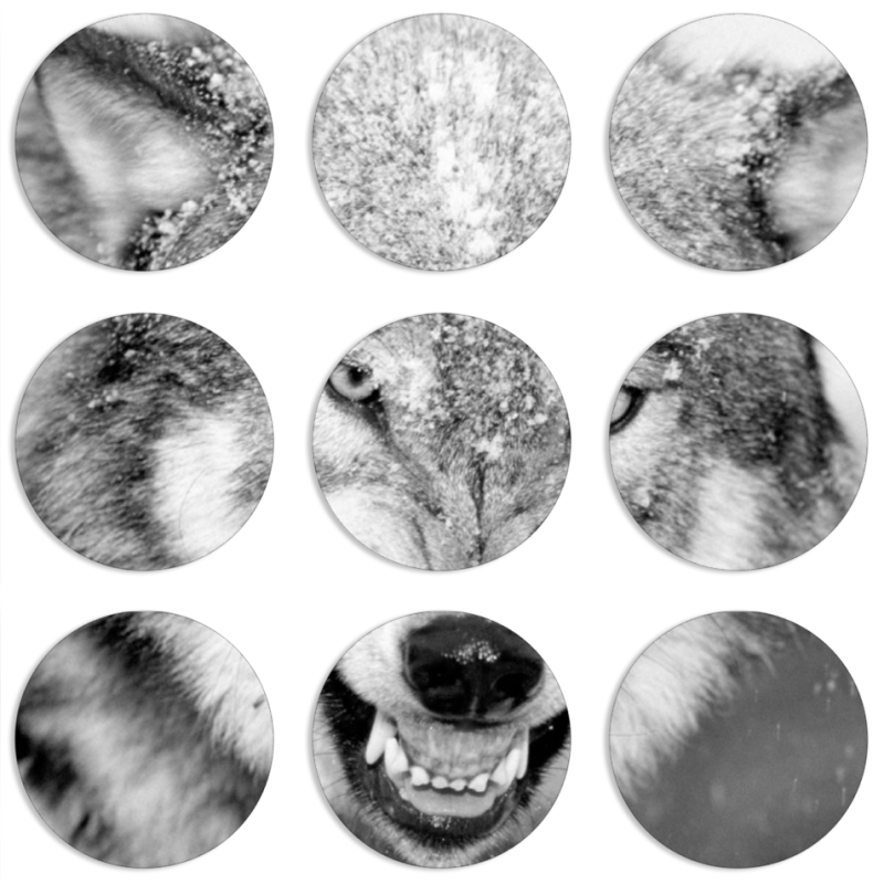 Магнитные фотопазлы круги d55 набор 9 штук 