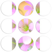 Магнитные фотопазлы круги d55 набор 9 штук 