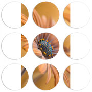 Магнитные фотопазлы круги d55 набор 9 штук 