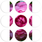 Магнитные фотопазлы круги d55 набор 9 штук 