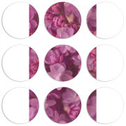 Магнитные фотопазлы круги d55 набор 9 штук 