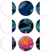 Магнитные фотопазлы круги d55 набор 9 штук 