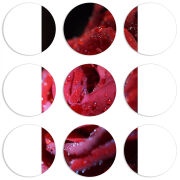 Магнитные фотопазлы круги d55 набор 9 штук 