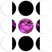Магнитные фотопазлы круги d55 набор 9 штук 