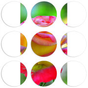 Магнитные фотопазлы круги d55 набор 9 штук 