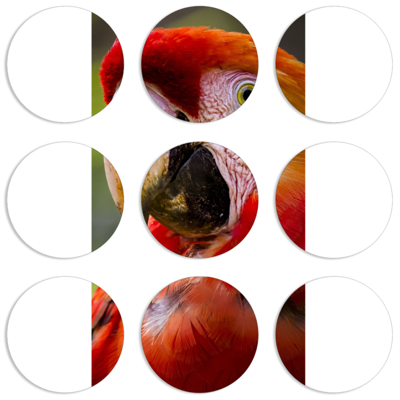 Магнитные фотопазлы круги d55 набор 9 штук 