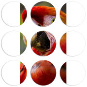 Магнитные фотопазлы круги d55 набор 9 штук 