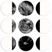 Магнитные фотопазлы круги d55 набор 9 штук 