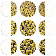 Магнитные фотопазлы круги d55 набор 9 штук 