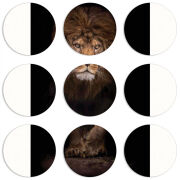 Магнитные фотопазлы круги d55 набор 9 штук 