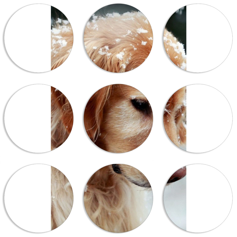 Магнитные фотопазлы круги d55 набор 9 штук Golden Retriever