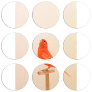 Магнитные фотопазлы круги d55 набор 9 штук 