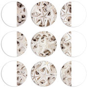 Магнитные фотопазлы круги d55 набор 9 штук 