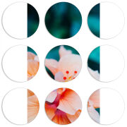 Магнитные фотопазлы круги d55 набор 9 штук 