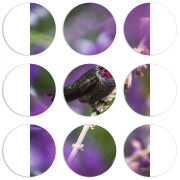 Магнитные фотопазлы круги d55 набор 9 штук 