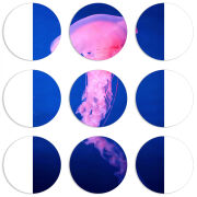 Магнитные фотопазлы круги d55 набор 9 штук 