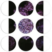 Магнитные фотопазлы круги d55 набор 9 штук 
