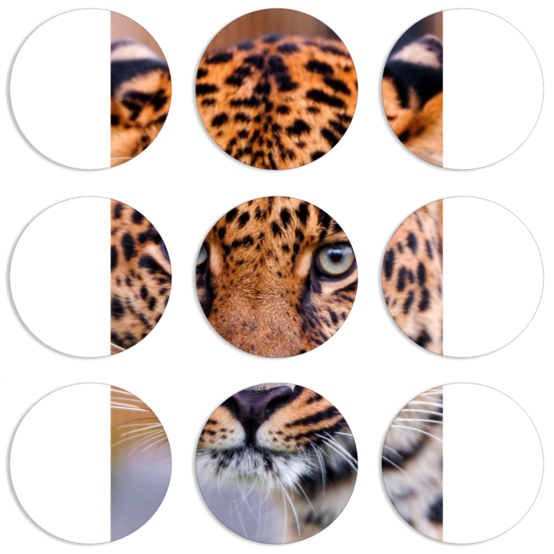 Магнитные фотопазлы круги d55 набор 9 штук 