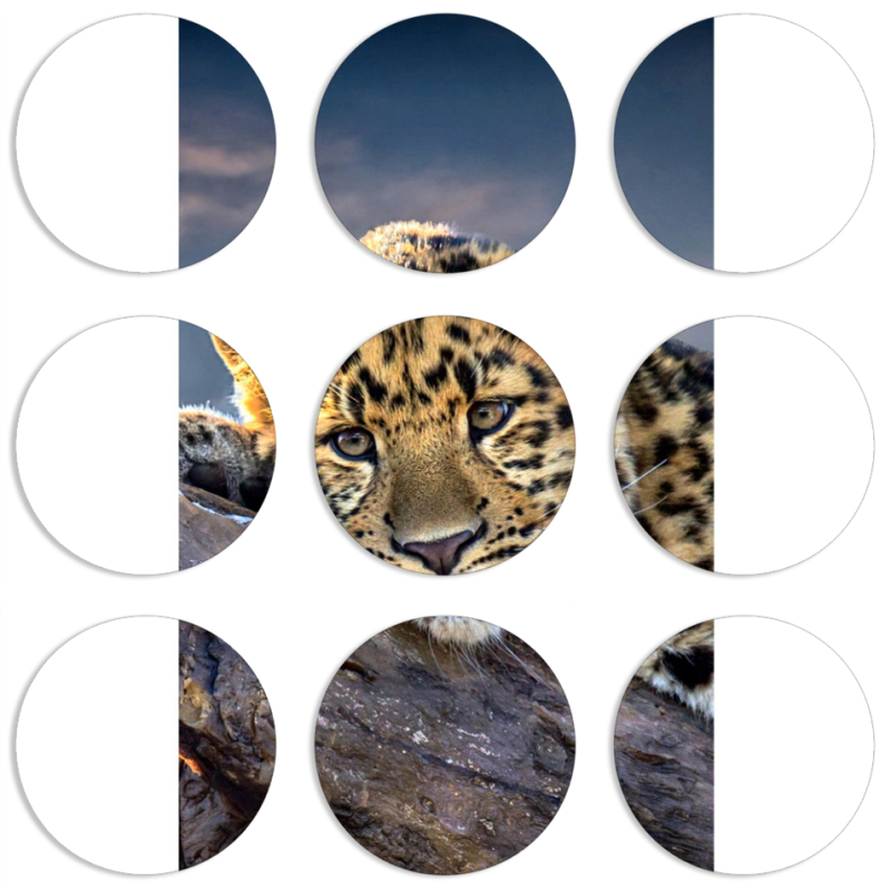 Магнитные фотопазлы круги d55 набор 9 штук 