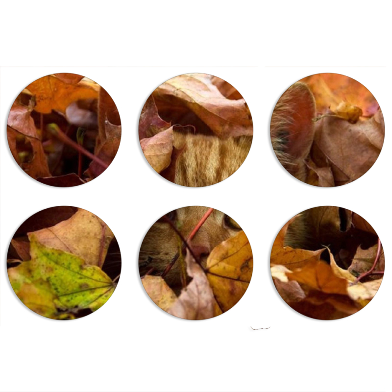 Магнитные фотопазлы круги d55 набор 6 штук 