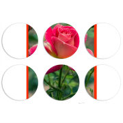 Магнитные фотопазлы круги d55 набор 6 штук 