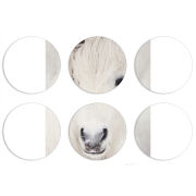 Магнитные фотопазлы круги d55 набор 6 штук 