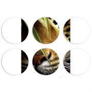 Магнитные фотопазлы круги d55 набор 6 штук 