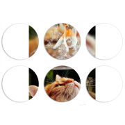 Магнитные фотопазлы круги d55 набор 6 штук 