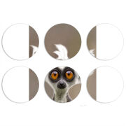 Магнитные фотопазлы круги d55 набор 6 штук 