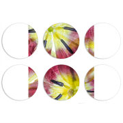 Магнитные фотопазлы круги d55 набор 6 штук 