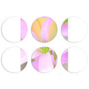 Магнитные фотопазлы круги d55 набор 6 штук 